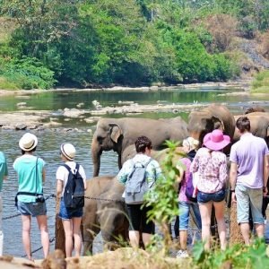 Colombo Airport To Pinnawala Elephant Orphanage