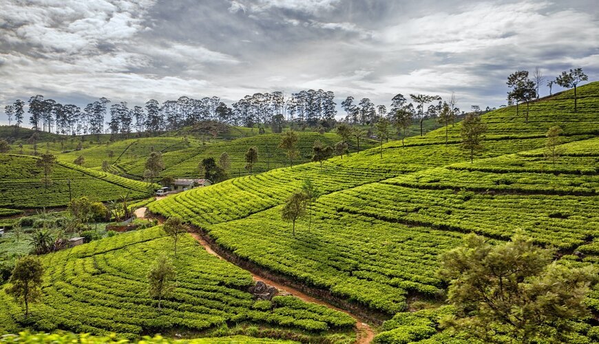 Nuwara Eliya