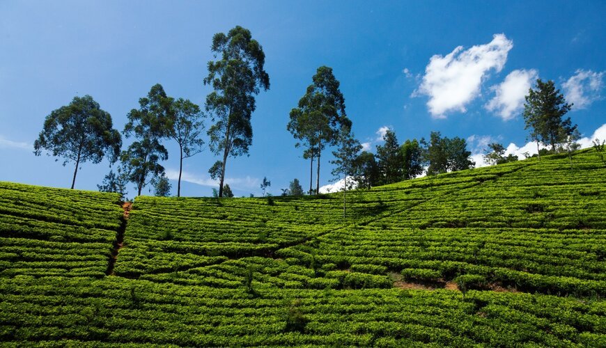 Nuwara Eliya