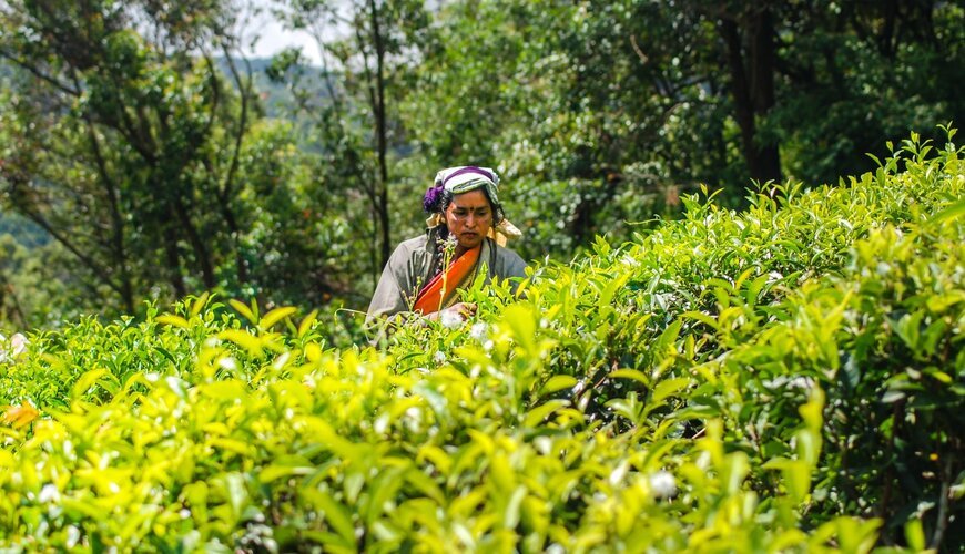 Nuwara Eliya