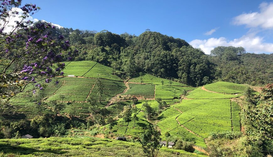 Nuwara Eliya