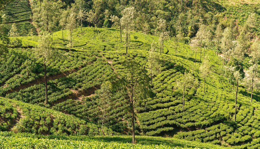 Nuwara Eliya