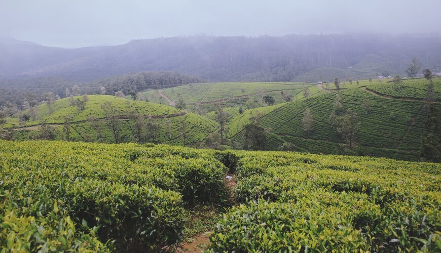 Nuwara Eliya