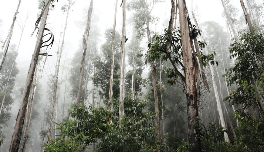 Sinharaja Forest