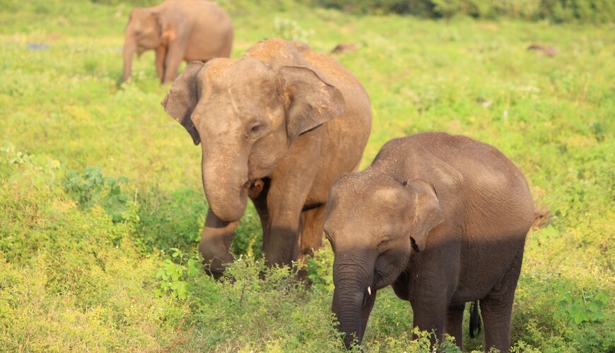 Sri Lanka