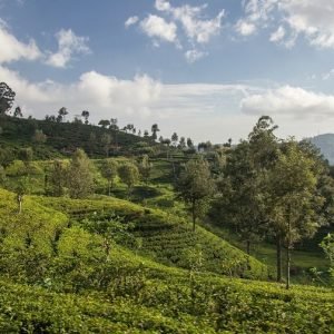 Sri Lanka or Vietnam