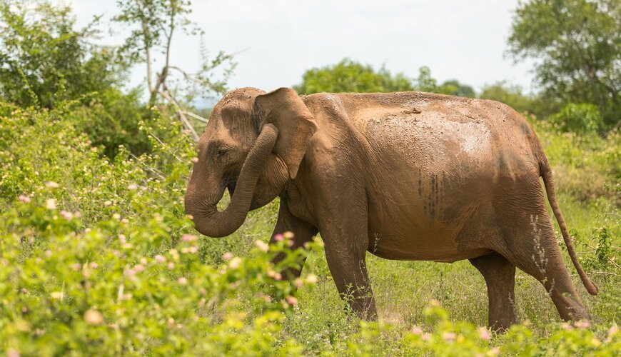 Udawalawe