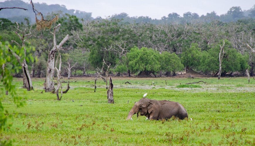 Yala national park