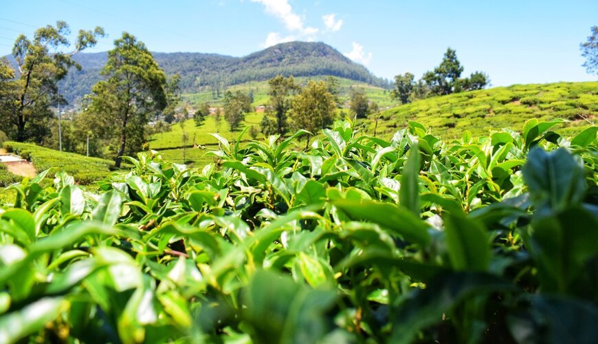 nuwara eliya