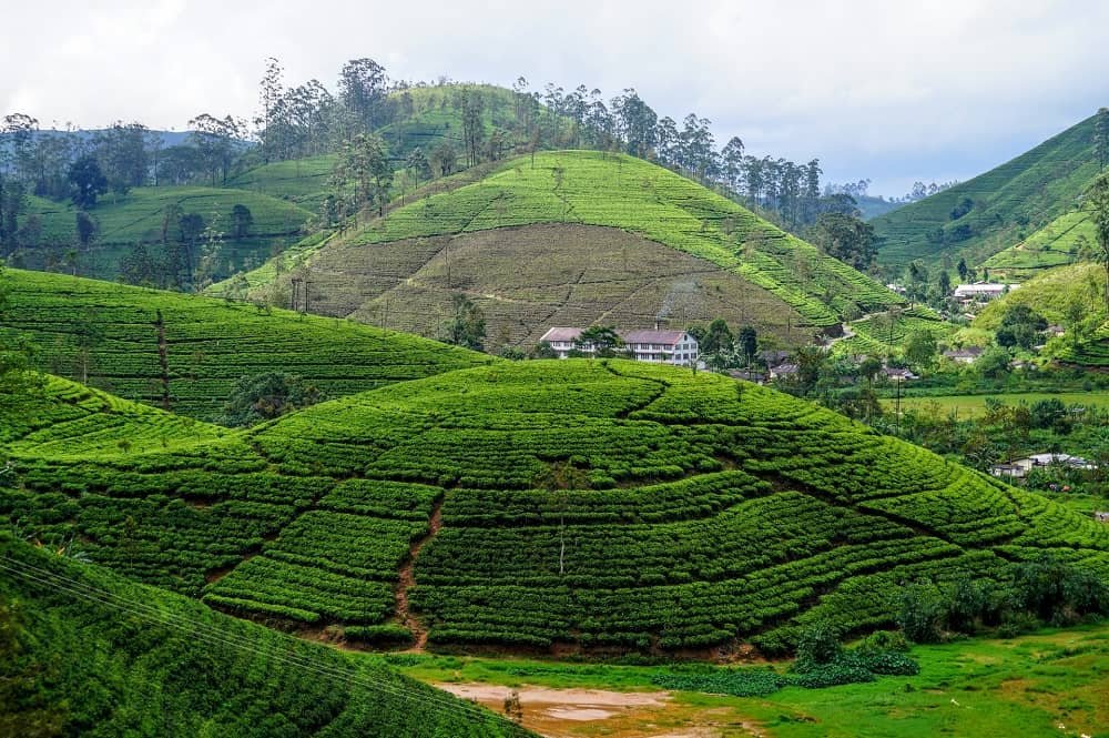 NuwaraEliya