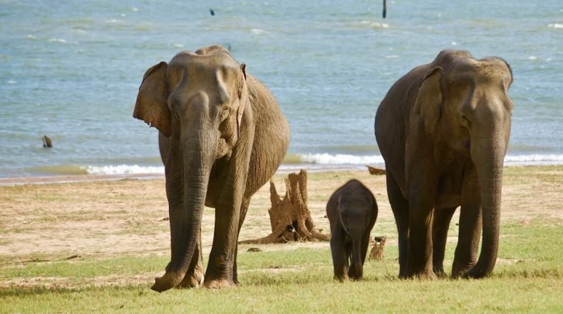 Sri Lanka Safari Tour