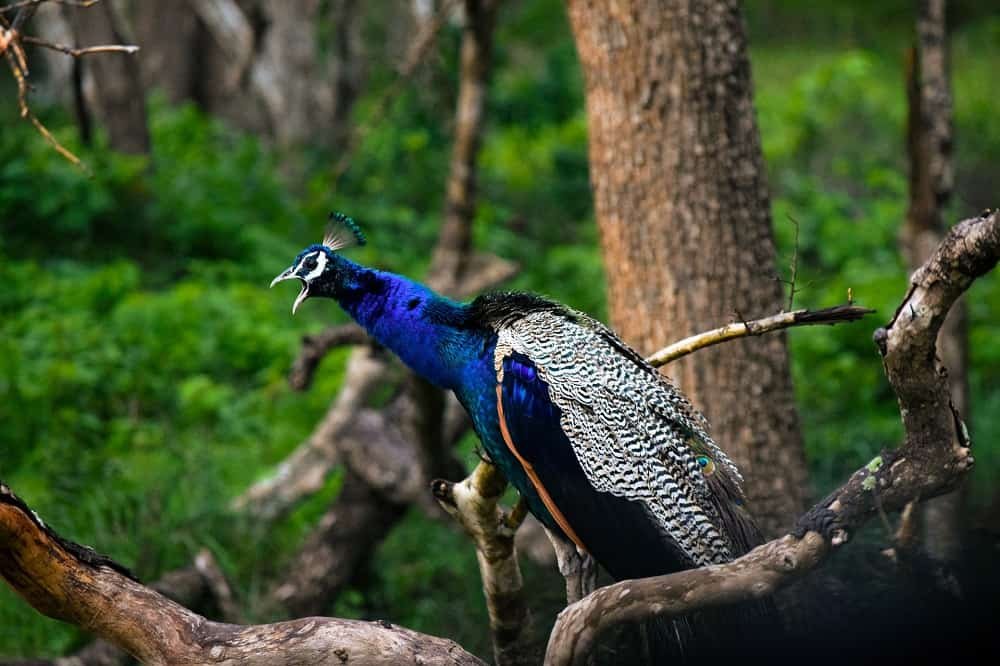 Wasgamuwa National Park