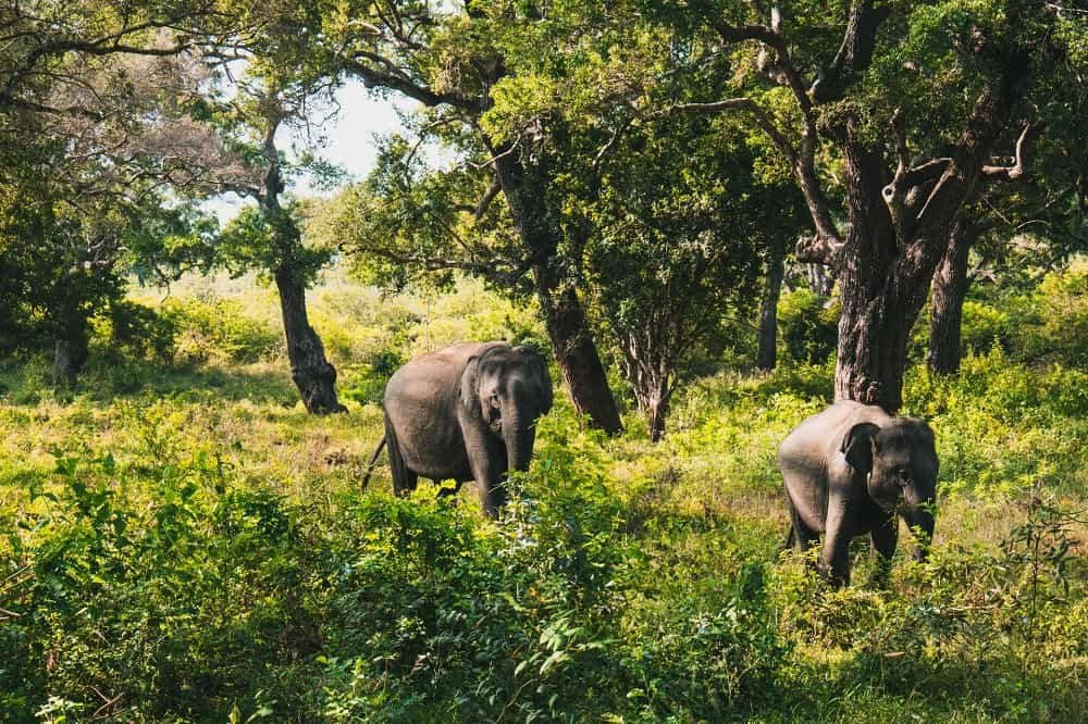 Yala National Park