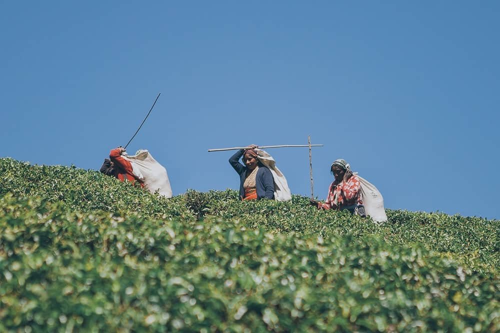 Nuwara Eliya