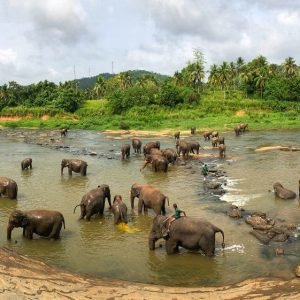 Sri Lanka Honeymoon Packages from Delhi